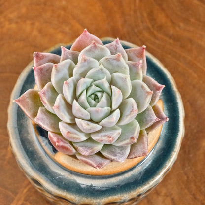 Echeveria Lilac Card Korean Succulent Plant Changhee hybrid