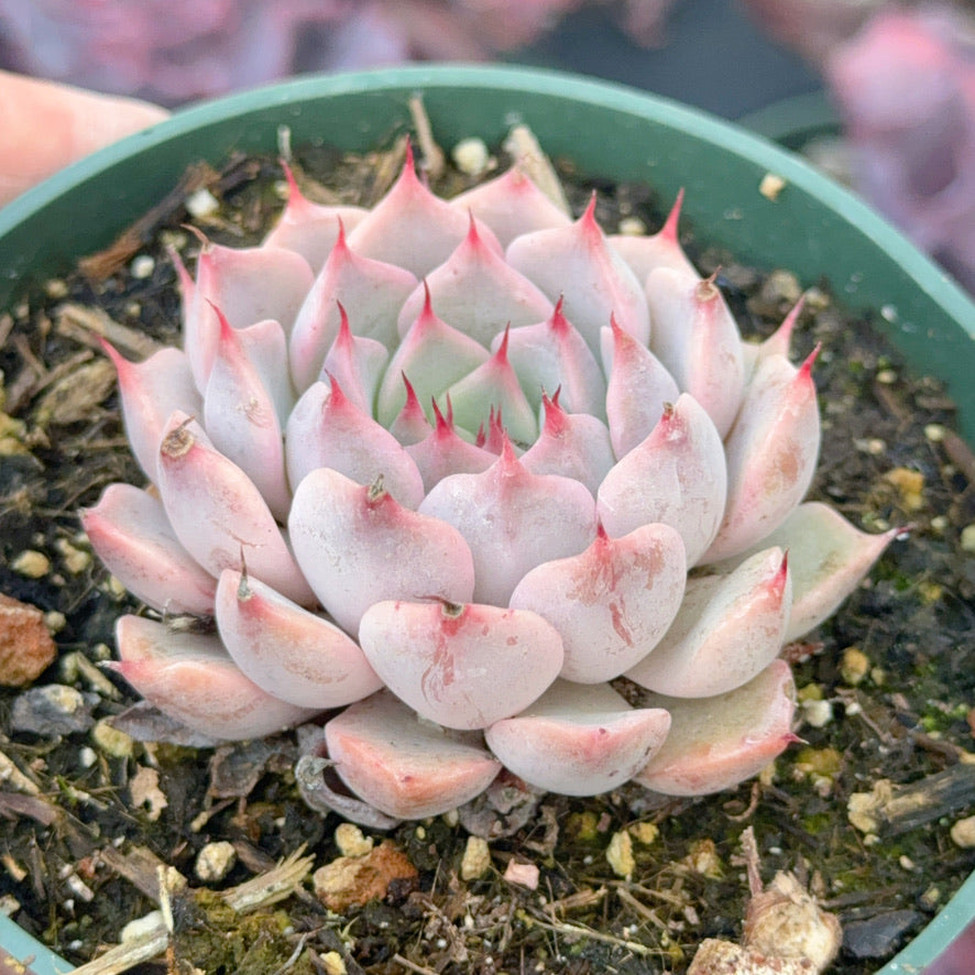 Echeveria texensis Succulent Plant