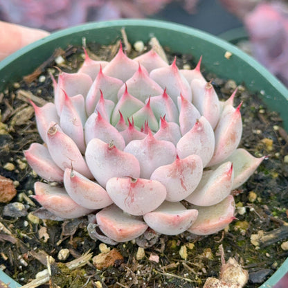 Echeveria texensis Succulent Plant