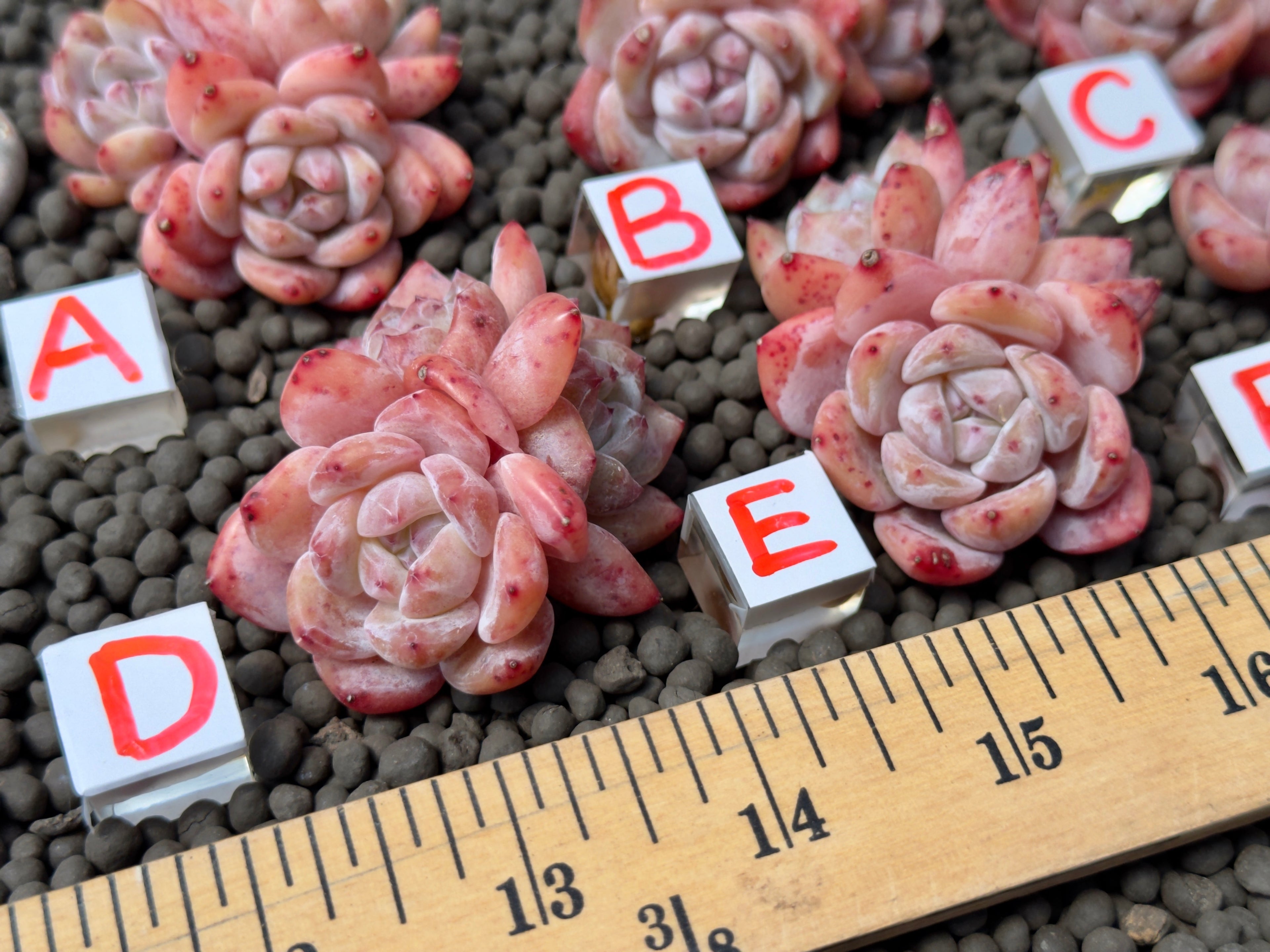 Triple Echeveria Monroe Imported Succulent Plant
