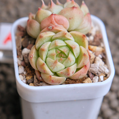 Echeveria Elegans x Benbadis Imported Succulent Plant - A