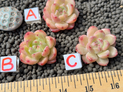 Echeveria Diamond Jelly Imported Succulent Plant