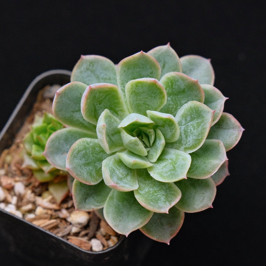 Echeveria Bradburiana Korean Succulent Plant
