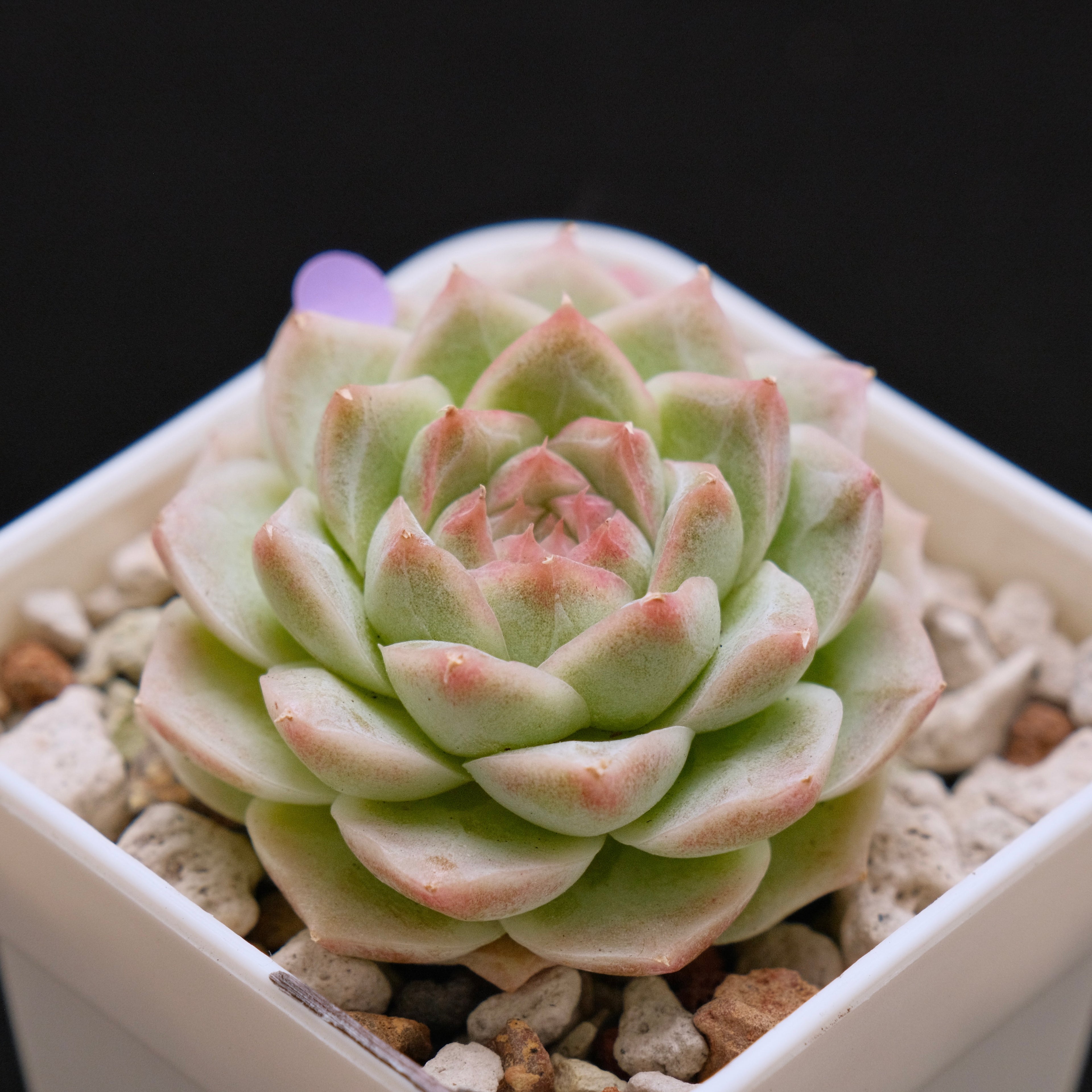 Echeveria hybrid Imported Succulent Plant