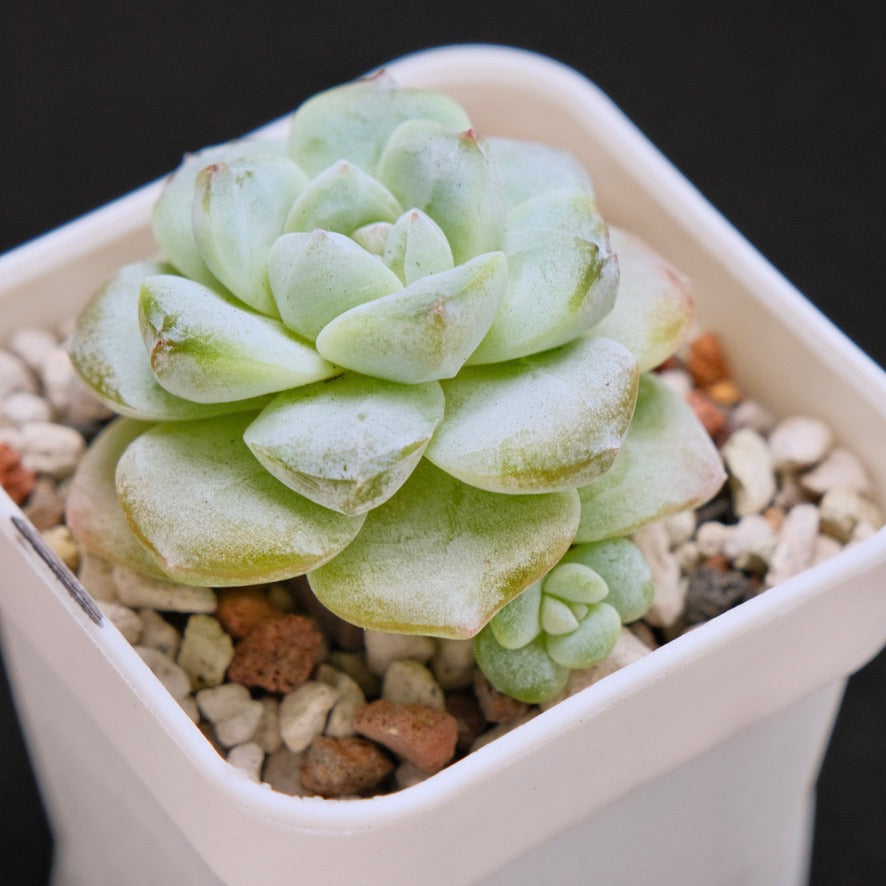 Echeveria Ice Green Korean Succulent Plant