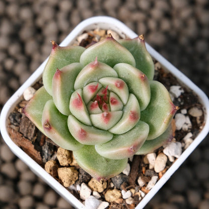 Echeveria Toscanelli Korean Succulent Plant