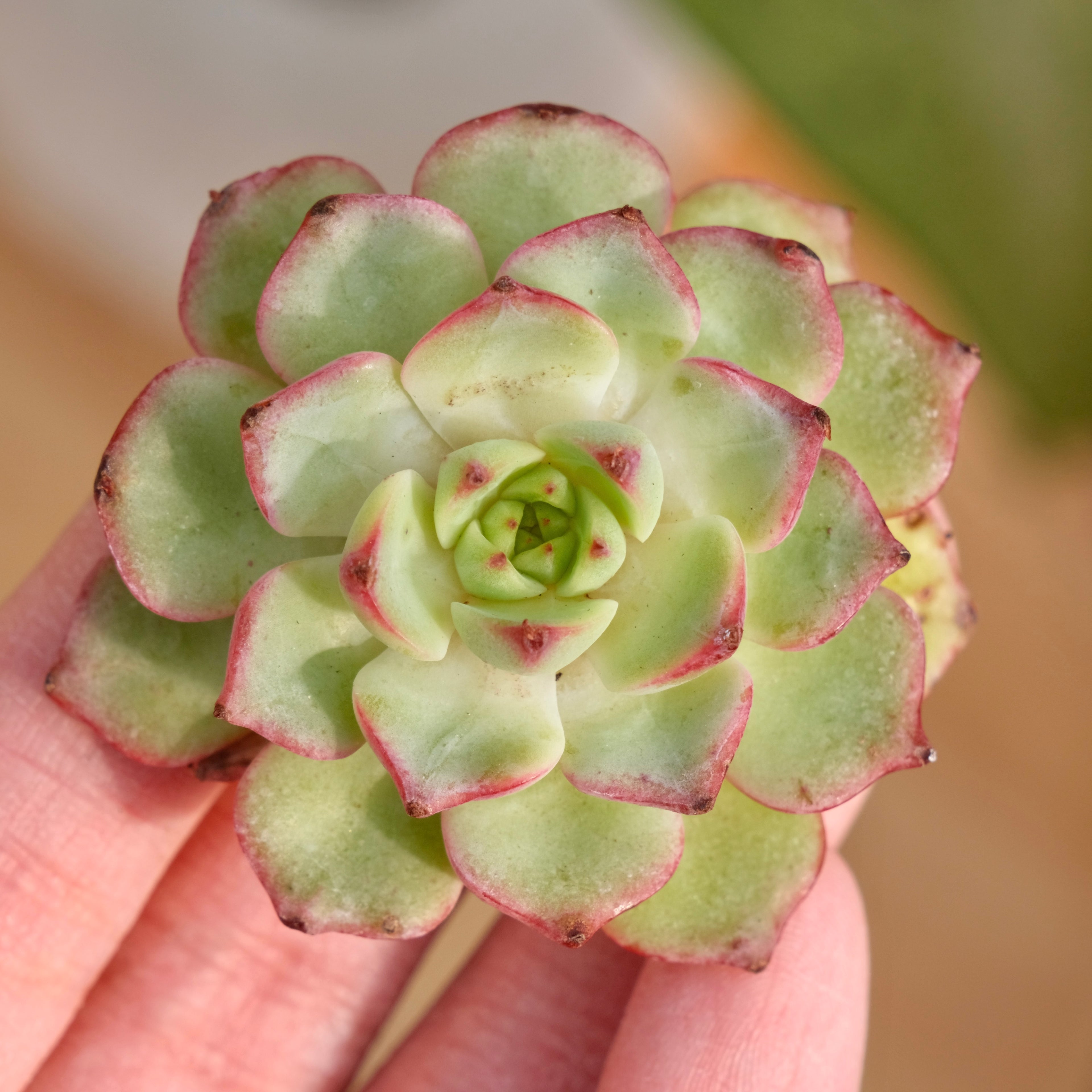 Echeveria Arpeggio Korean Succulent Plant Rare Hwaga hybrid