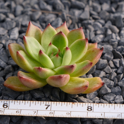 Echeveria Mono Crown Korean Succulent Plant Rare Hwaga hybrid