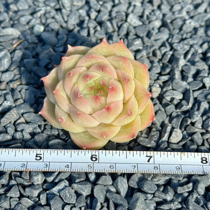 Echeveria Malgan Succulent Plant A