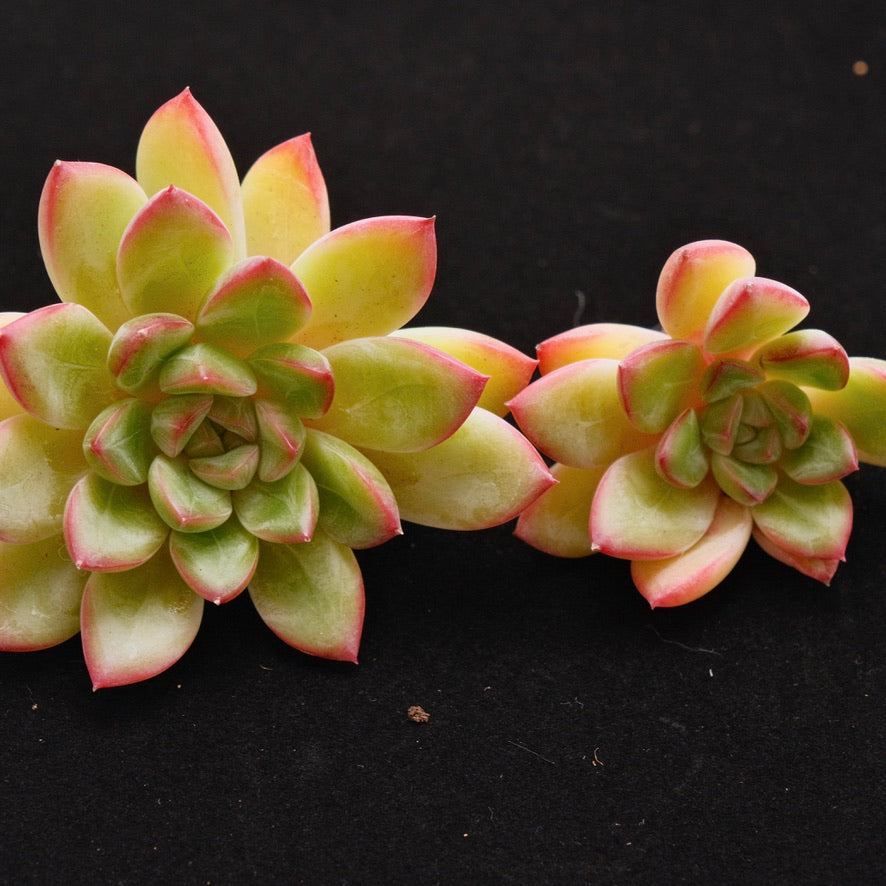 Echeveria Barbara double Korean Succulent Plant