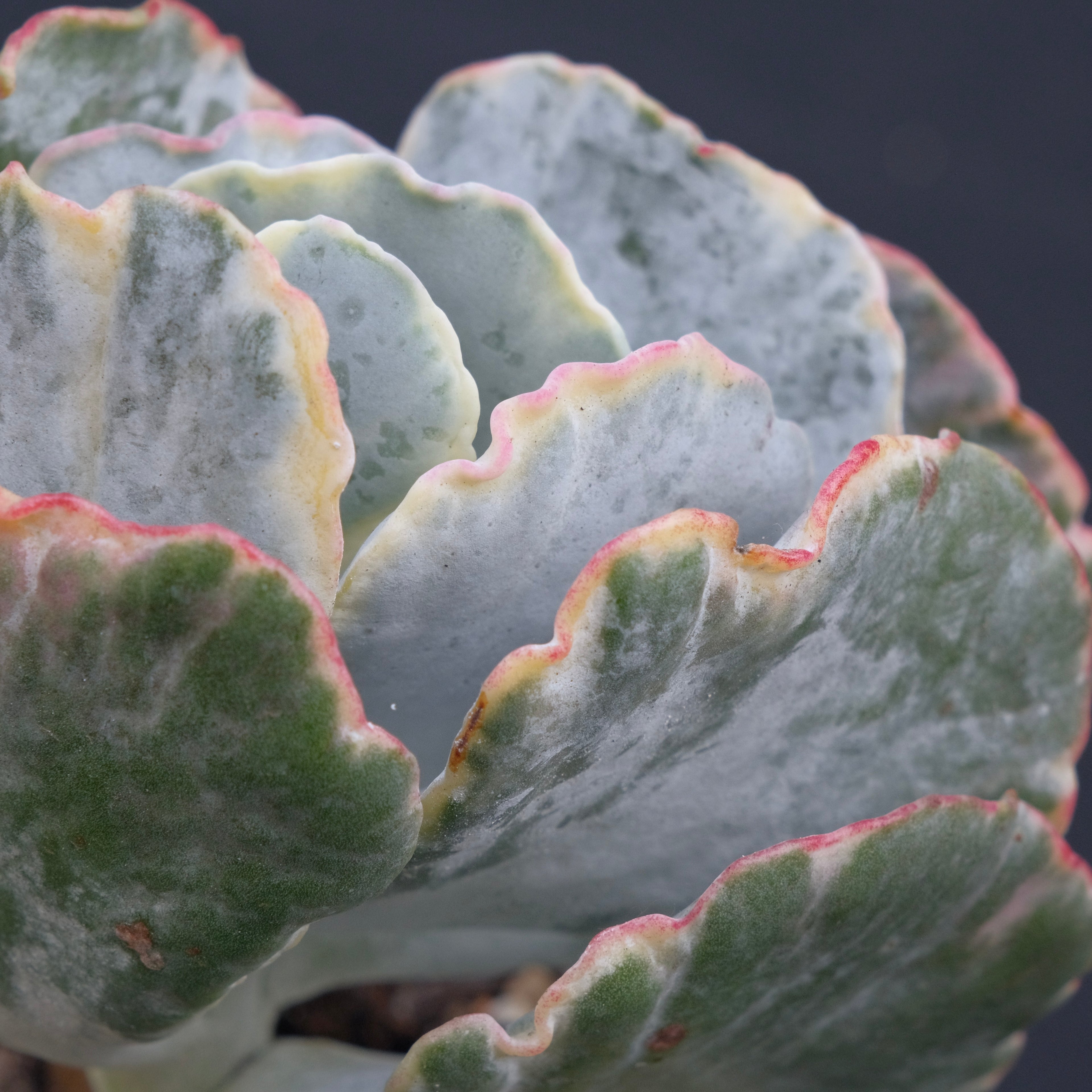 Variegated Cotyledon undulata Succulent Plant