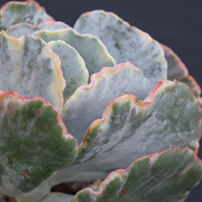 Variegated Cotyledon undulata Succulent Plant