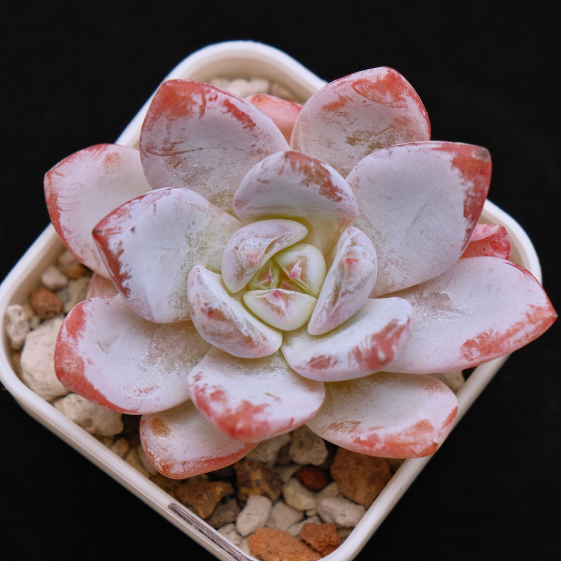 Echeveria Sang-A Korean Succulent Plant