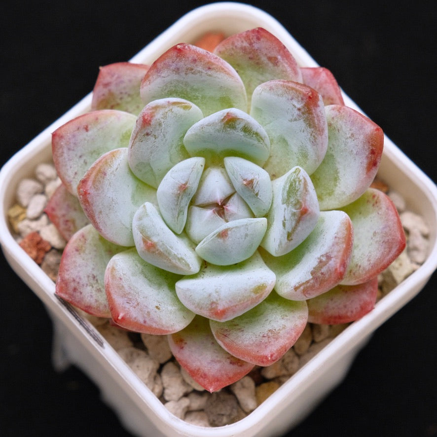 Echeveria Phantom of Pink Korean Succulent Plant