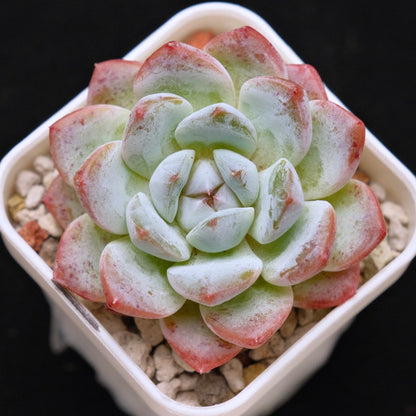 Echeveria Phantom of Pink Korean Succulent Plant