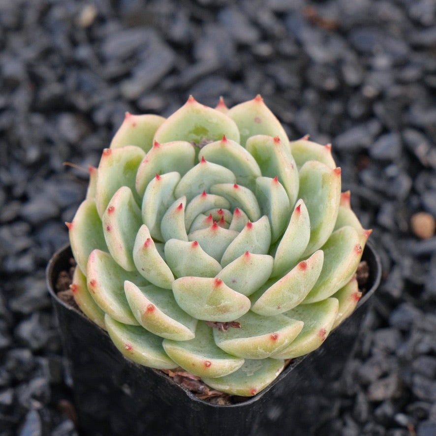 Echeveria J Crown A Changhee hybrid Korean Succulent Plant