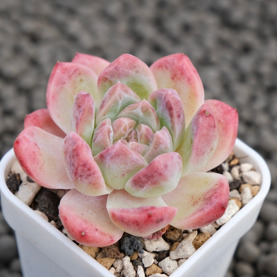 Echeveria Amber Imported Succulent Plant