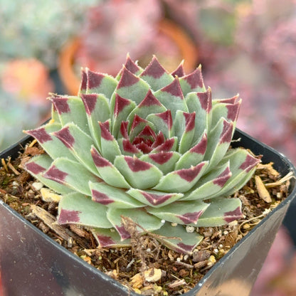 Sempervivum calcareum Succulent Plant