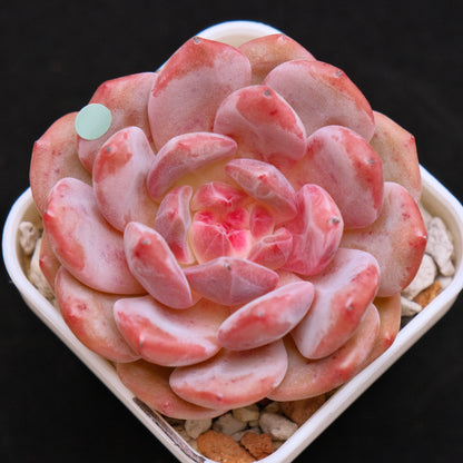 Echeveria Ariel Korean Succulent Plant