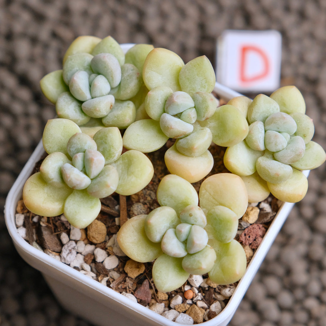 Pachyphytum Bubble Gum Imported Succulent Plant - D