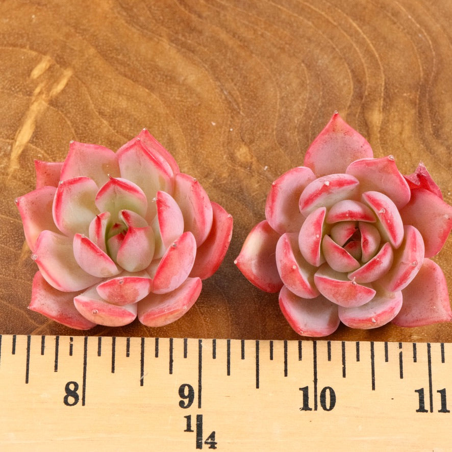 Echeveria Bouquet Korean Succulent Plant