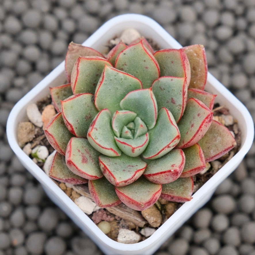 Echeveria Mignon Korean Succulent Plant Hwaga Hybrid