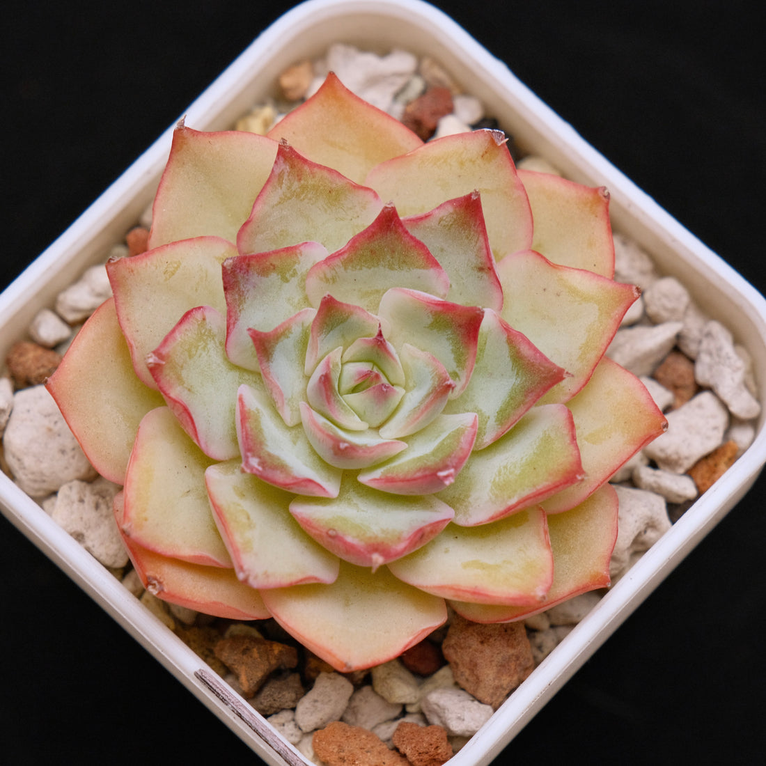 Echeveria Pink Tips Korean Succulent Plant