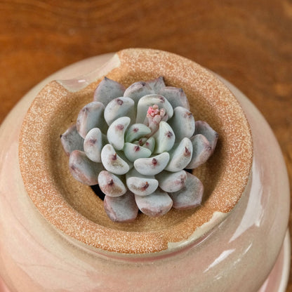 Small Echeveria Black Zaragoza Korean Succulent Plant