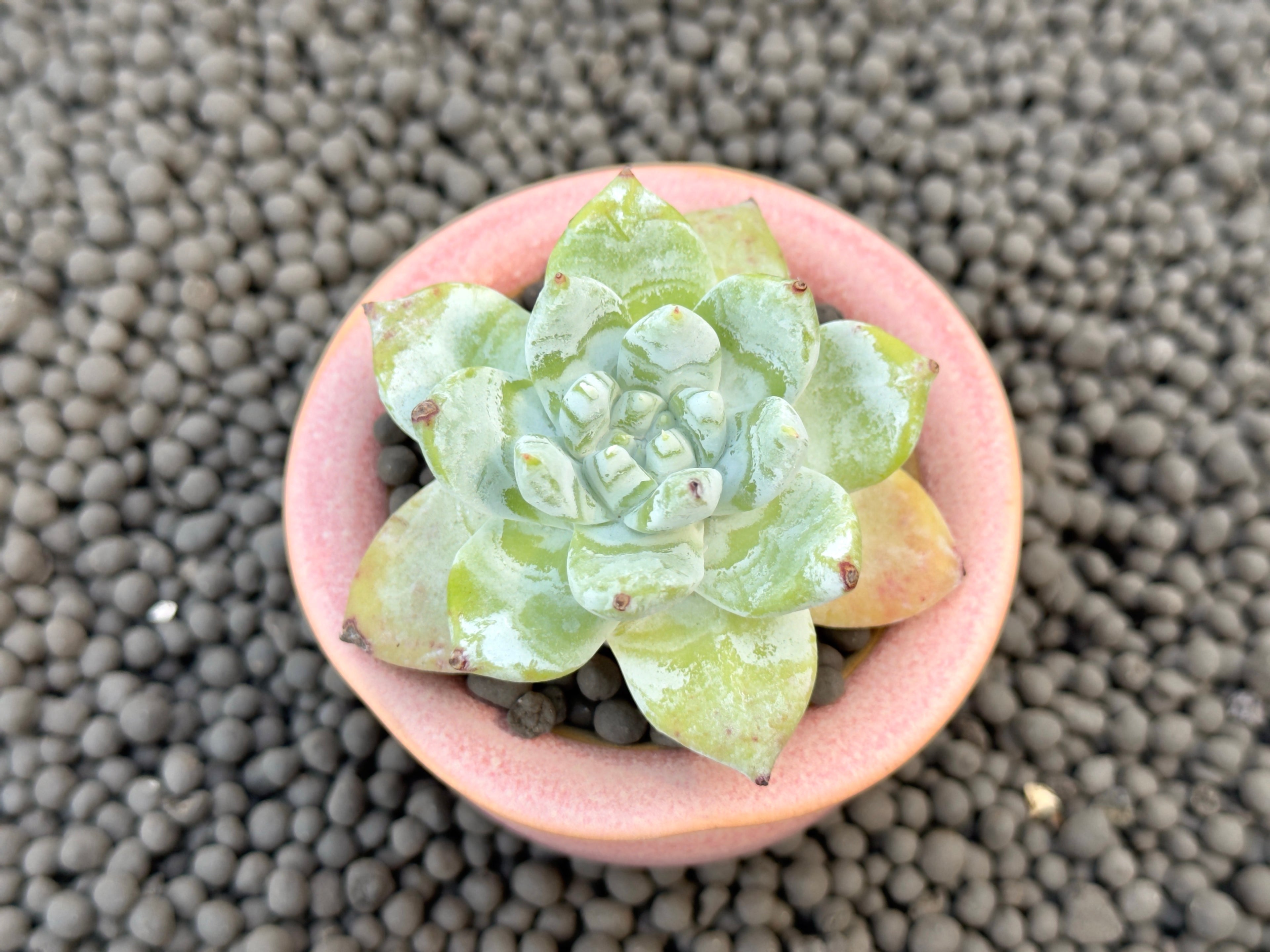 Dudleya pachyhytum hybrid Imported Succulent Plant