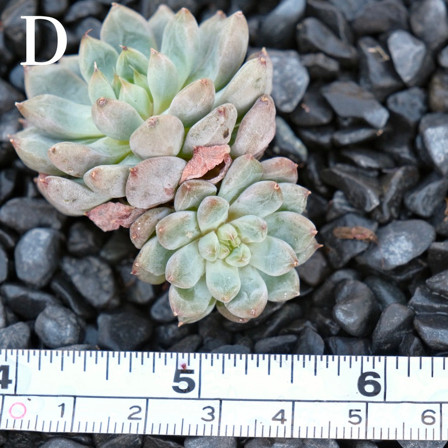 Echeveria Anthony Quinn D Korean Imported Succulent Plant