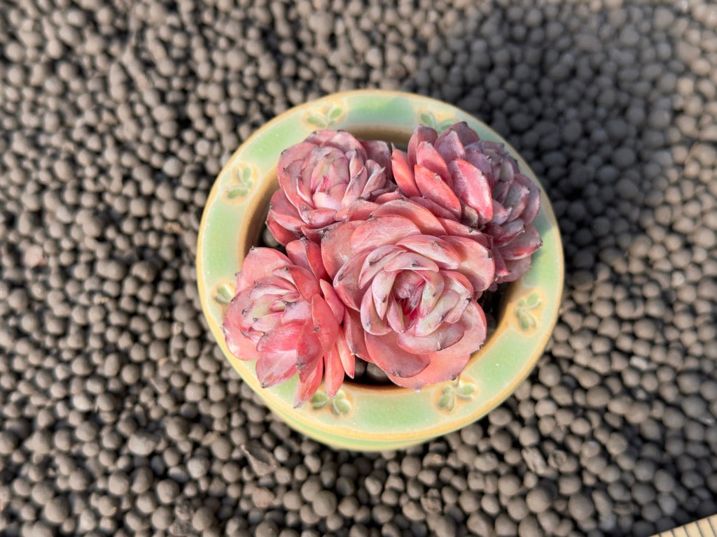 Echeveria Onslow Imported Succulent Plant