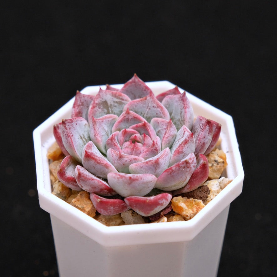 Echeveria Sarahime x Gilo Korean Succulent Plant Changhee Hybrid