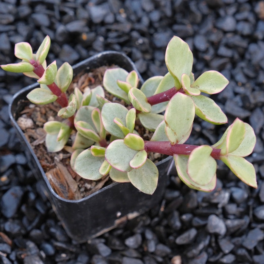 Variegated Portulacaria afra Locally Grown Succulent Plant