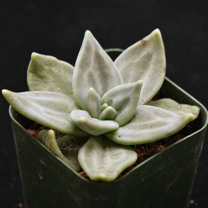 Echeveria xichuensis Korean Succulent Plant