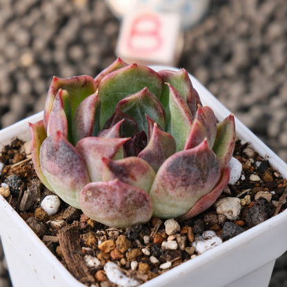 Variegated Echeveria Blueberry Latte Korean Succulent Plant