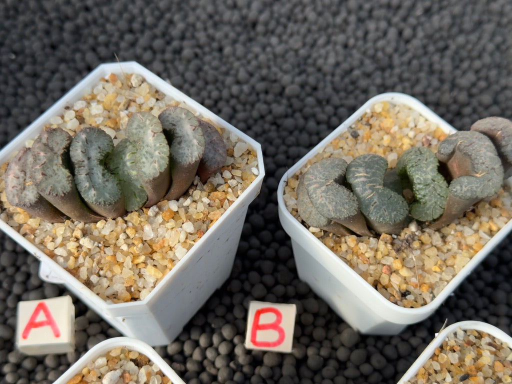 Haworthia truncata Imported Succulent Plant