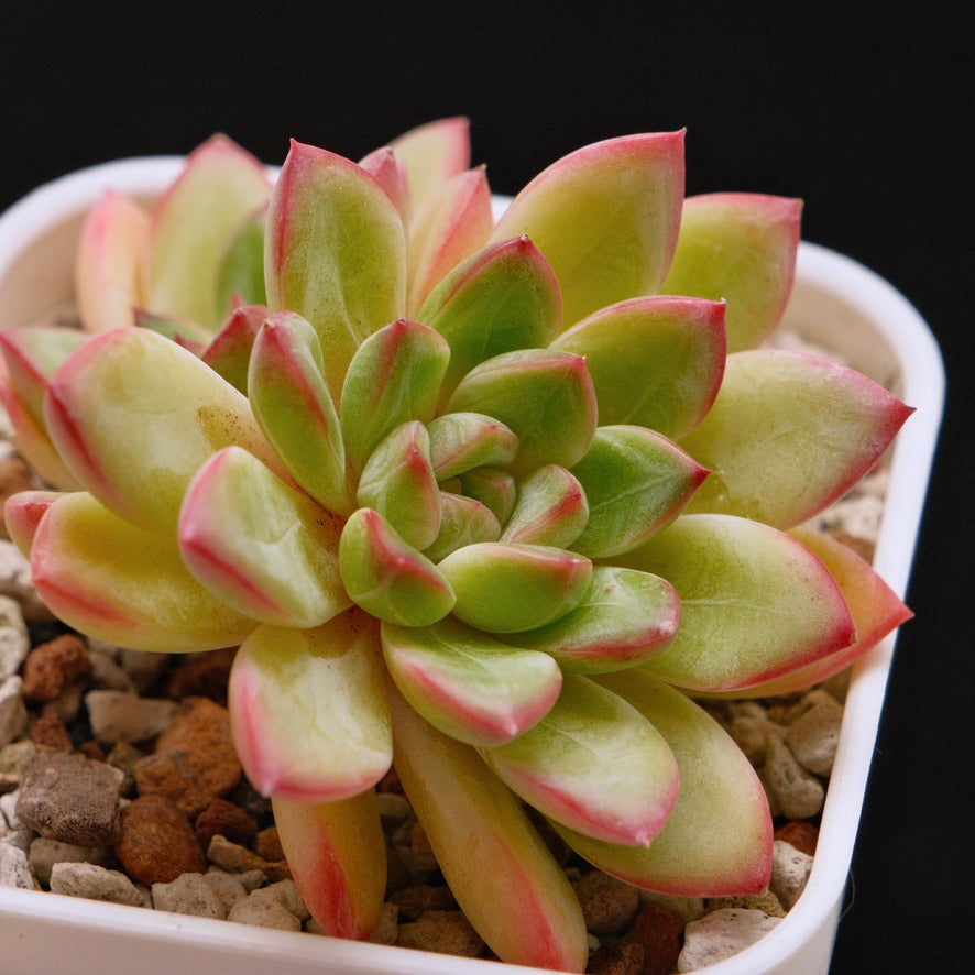 Echeveria Barbara double Korean Succulent Plant