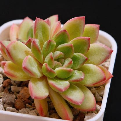 Echeveria Barbara double Korean Succulent Plant