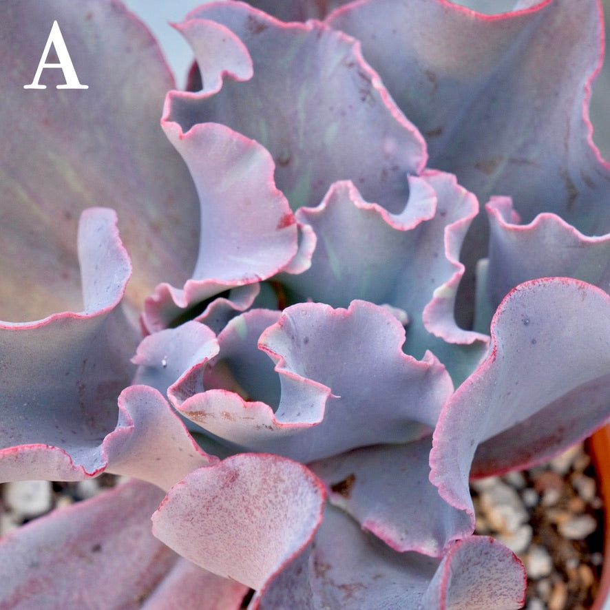 Variegated Echeveria Fury - Rare hybrid - A