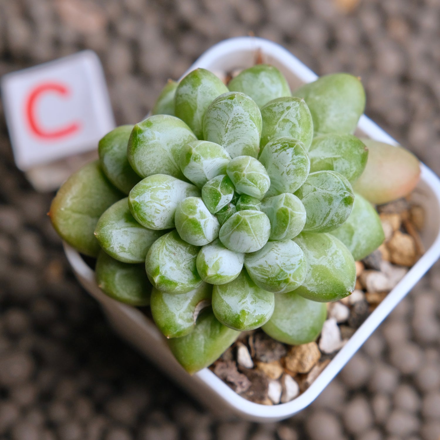 Pachyveria Cocoa Beans Imported Succulent Plant - C