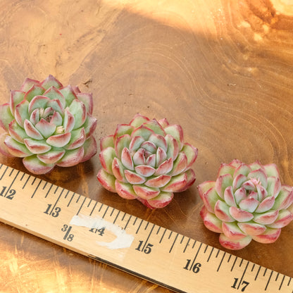 Echeveria LinLin Korean Succulent Plant Mam and Sister hybrid