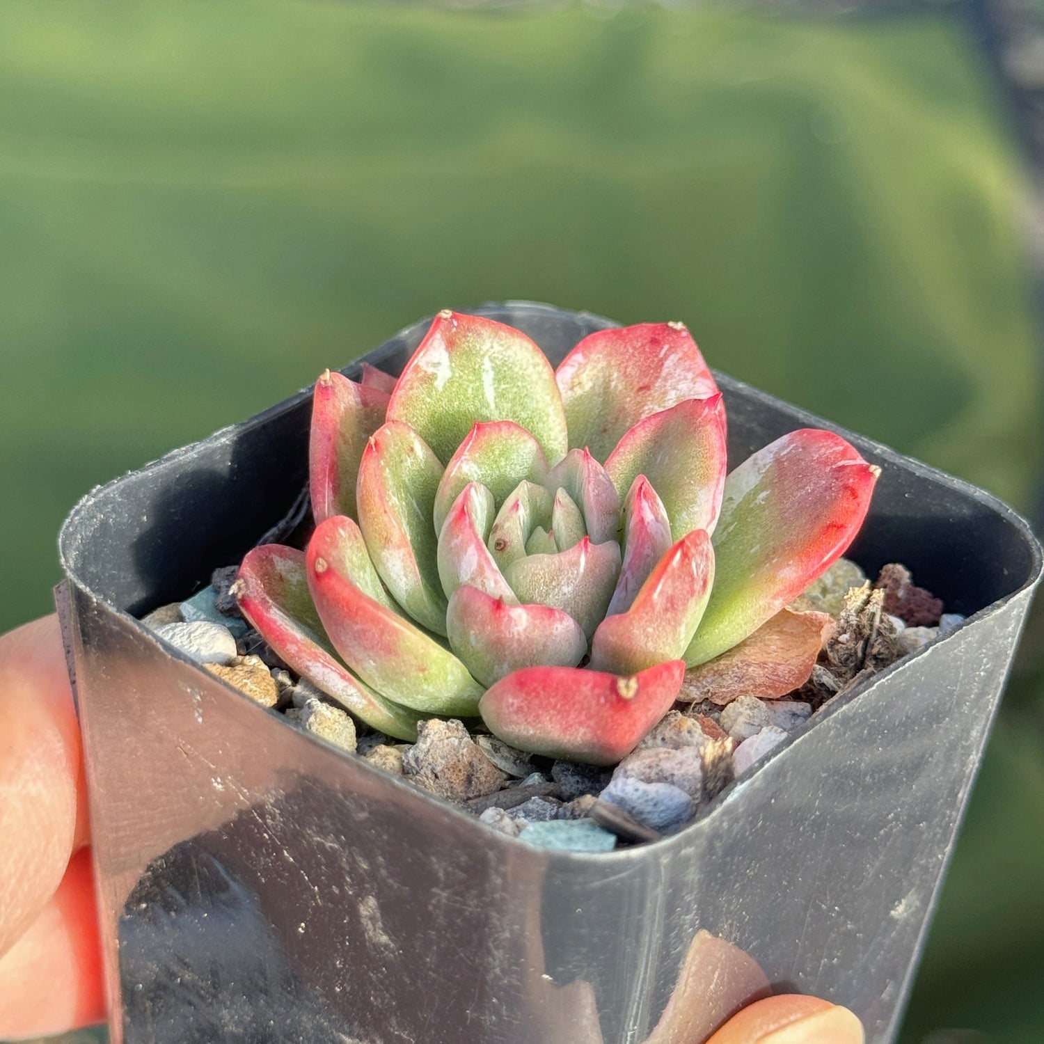 Echeveria Lazaga Ghost Korean Succulent Plant