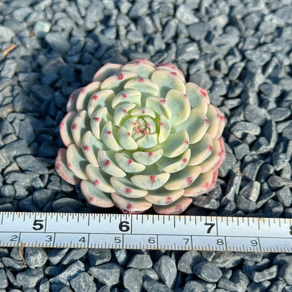 Variegated Echeveria Minima Succulent Plant D