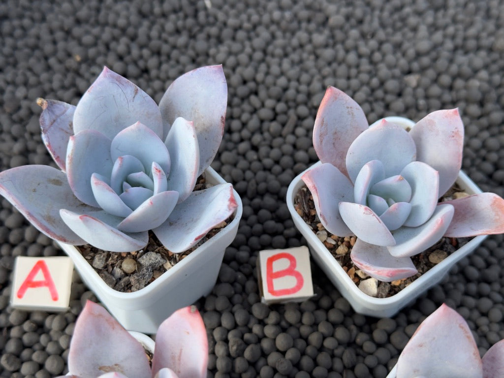 Echeveria White Lotus Imported Succulent Plant