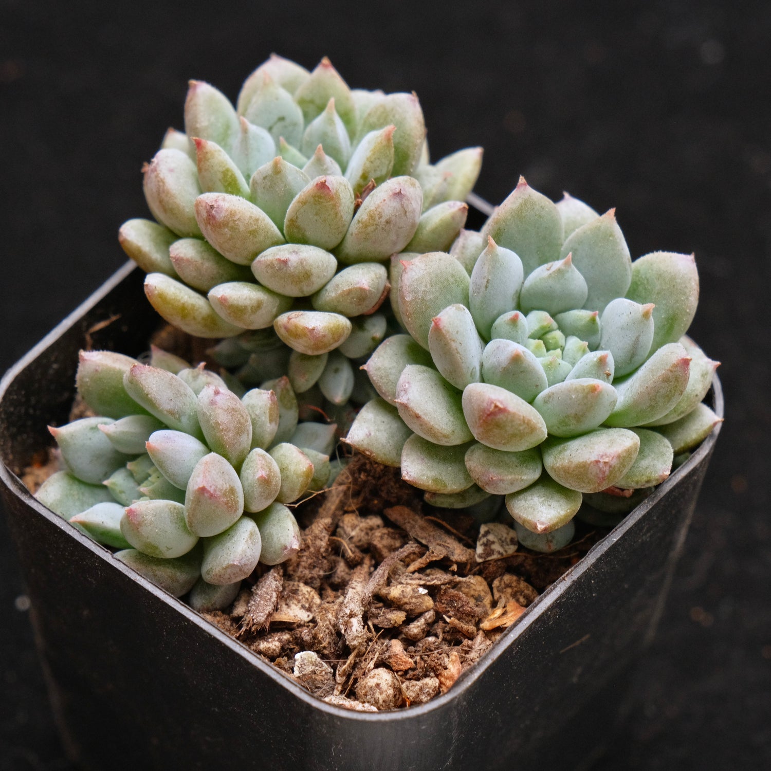 Echeveria Chrissy n Ryan Korean Succulent Plant