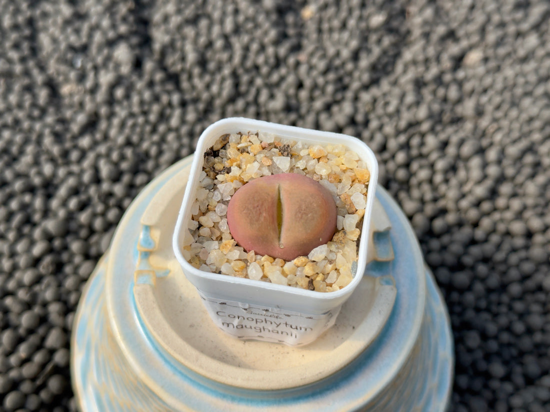 Conophytum maughanii Imported Succulent Plant