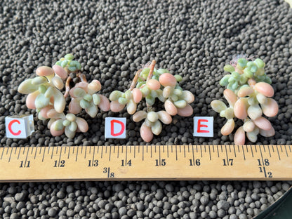 Graptosedum Jelly Finger Imported Succulent Plant