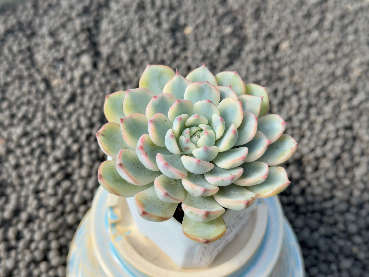 Variegated Echeveria minima Imported Succulent Plant