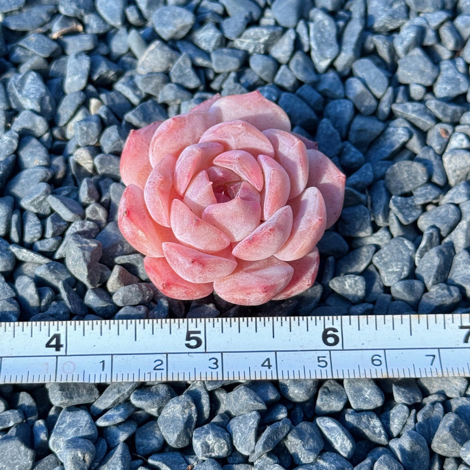 Echeveria Jelly Hybrid Succulent Plant D