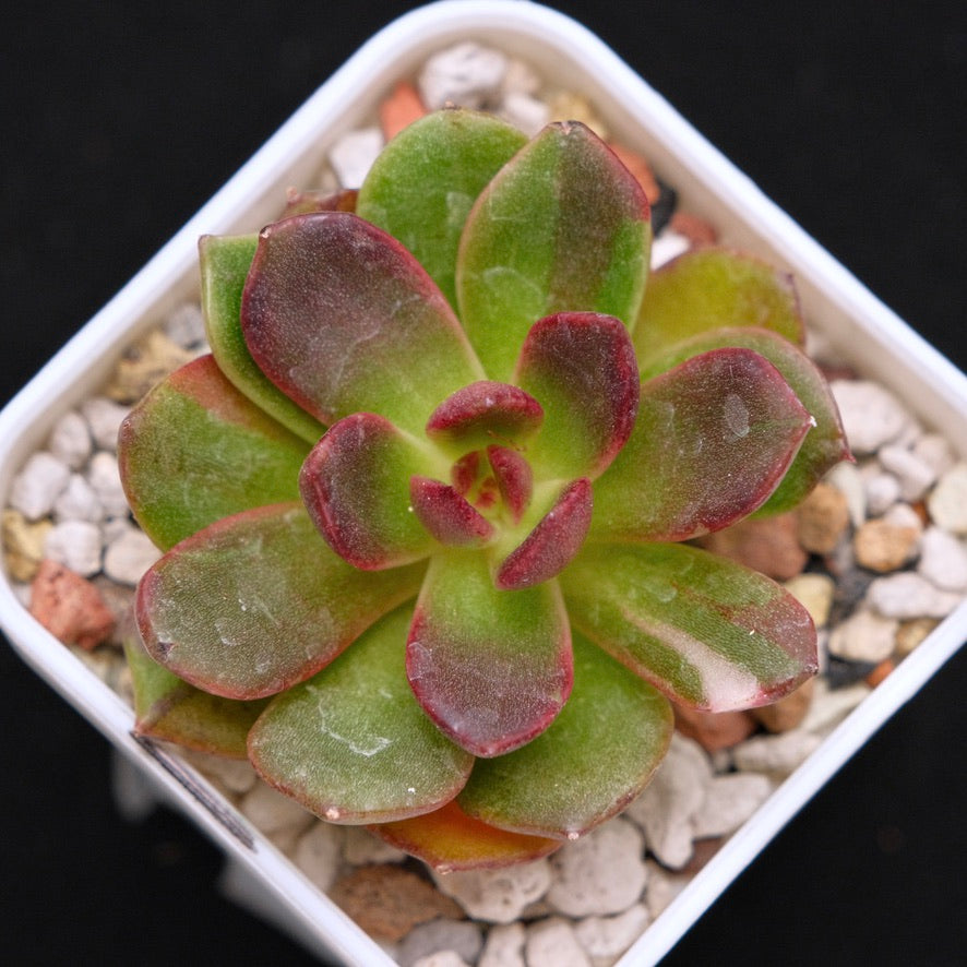 Echeveria Black Rose Korean Succulent Plant Lightly Variegated